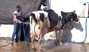 Vaca Baleia produziu 132,2 kg de leite e quebra recorde mundial 