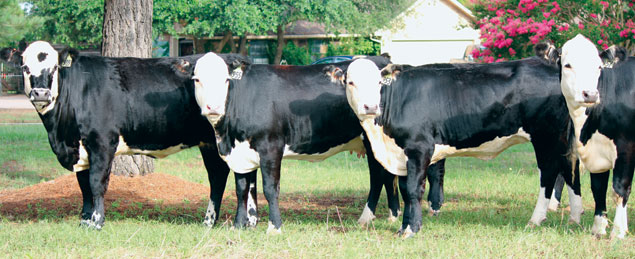 Black Hereford conheça a origem da raça e a história da sua vinda ao Brasil