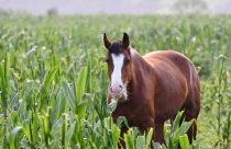 Donos de cavalos indenizarão produtor que teve plantação destruída