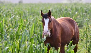 Donos de cavalos indenizarão produtor que teve plantação destruída