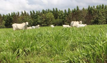 Quais são os tipos de braquiária e como fazer o manejo da planta?