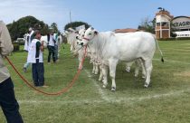 11 Exponel de Vila Velha (ES) é a última Exposição Ouro da raça Nelore em 2023