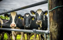 Pesquisa: Leite vegetal pode não ser o substituto ideal ao leite de vaca