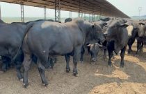 Agropecuária Beledelli produz animais