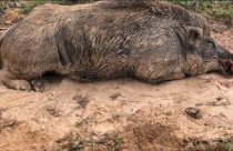 Javalis causam prejuízo bilionário ao Agro e viram alvo de caça
