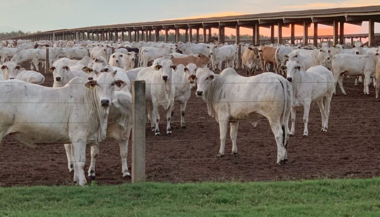 A Maximus Agronegócio é um dos boitéis referência no Brasil