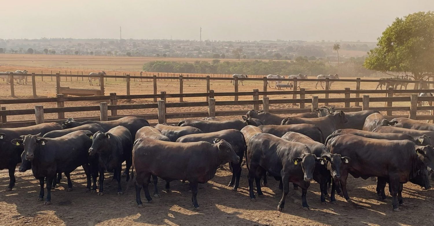 A Maximus Agronegócio é um dos boitéis referência no Brasil