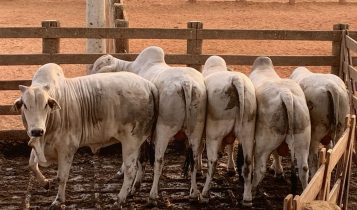 A Maximus Agronegócio é um dos boitéis referência no Brasil