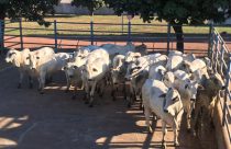 Circuito Nelore de Qualidade avalia 450 animais em Araguaína (TO)