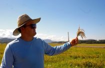 Arroz de solo catarinense é de alta qualidade: descubra o porquê