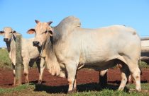 O Erro Comum: Por que muitos produtores escolhem o Zebu errado para o Nordeste?