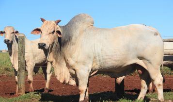 O Erro Comum: Por que muitos produtores escolhem o Zebu errado para o Nordeste?