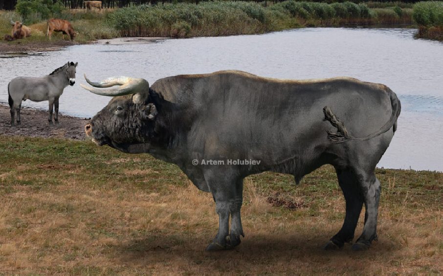 raça bovina jamais vista por humano