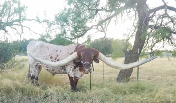 Gigante Bucklehead tem maior chifre do mundo, são 3,70 metros