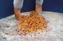 Conheça a técnica de estocagem de frutos maduros de cafés especiais