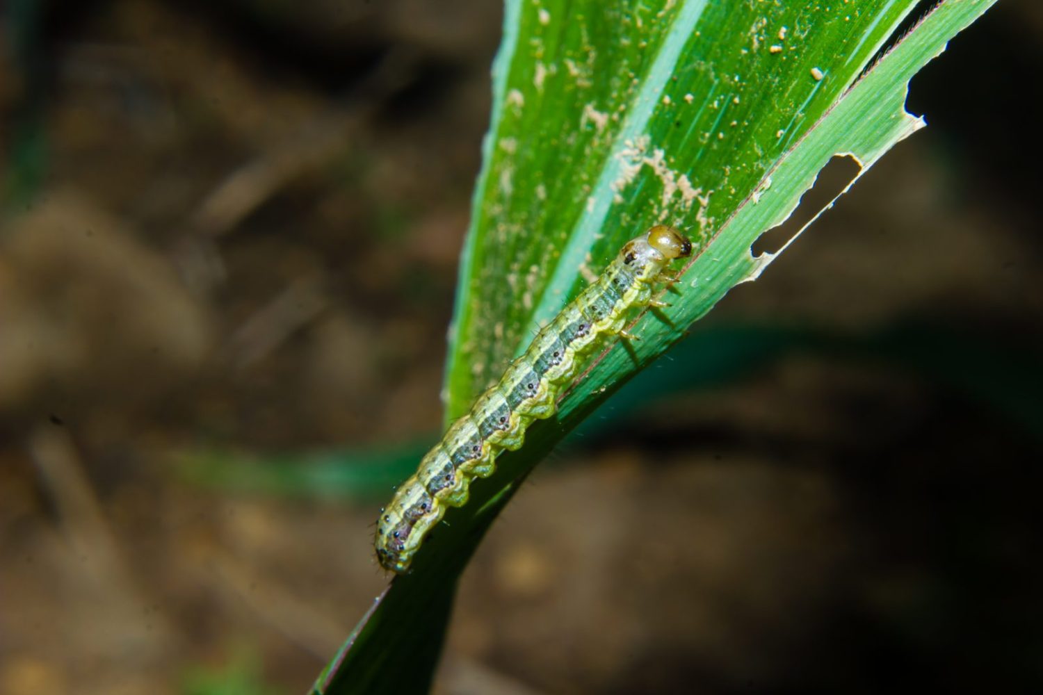 Dentre todos as pragas que a sojicultura enfrenta, a grande preocupação ainda continua sendo as diferentes espécies de Spodoptera