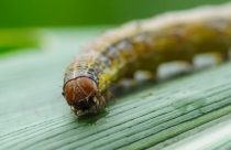Dentre todos as pragas que a sojicultura enfrenta, a grande preocupação ainda continua sendo as diferentes espécies de Spodoptera - lagarta