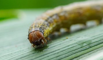 Dentre todos as pragas que a sojicultura enfrenta, a grande preocupação ainda continua sendo as diferentes espécies de Spodoptera - lagarta