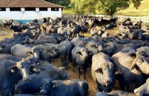 Búfalos fazenda bom destino