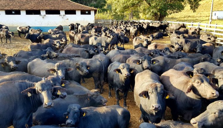 Búfalos fazenda bom destino