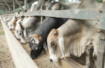 Bovinos a pasto dependem da boa saúde ruminal para o crescimento