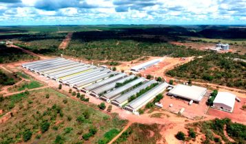 “Maior produtora de ovos do mundo” produz 16 milhões de ovos/dia