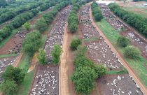 MFG Agropecuária