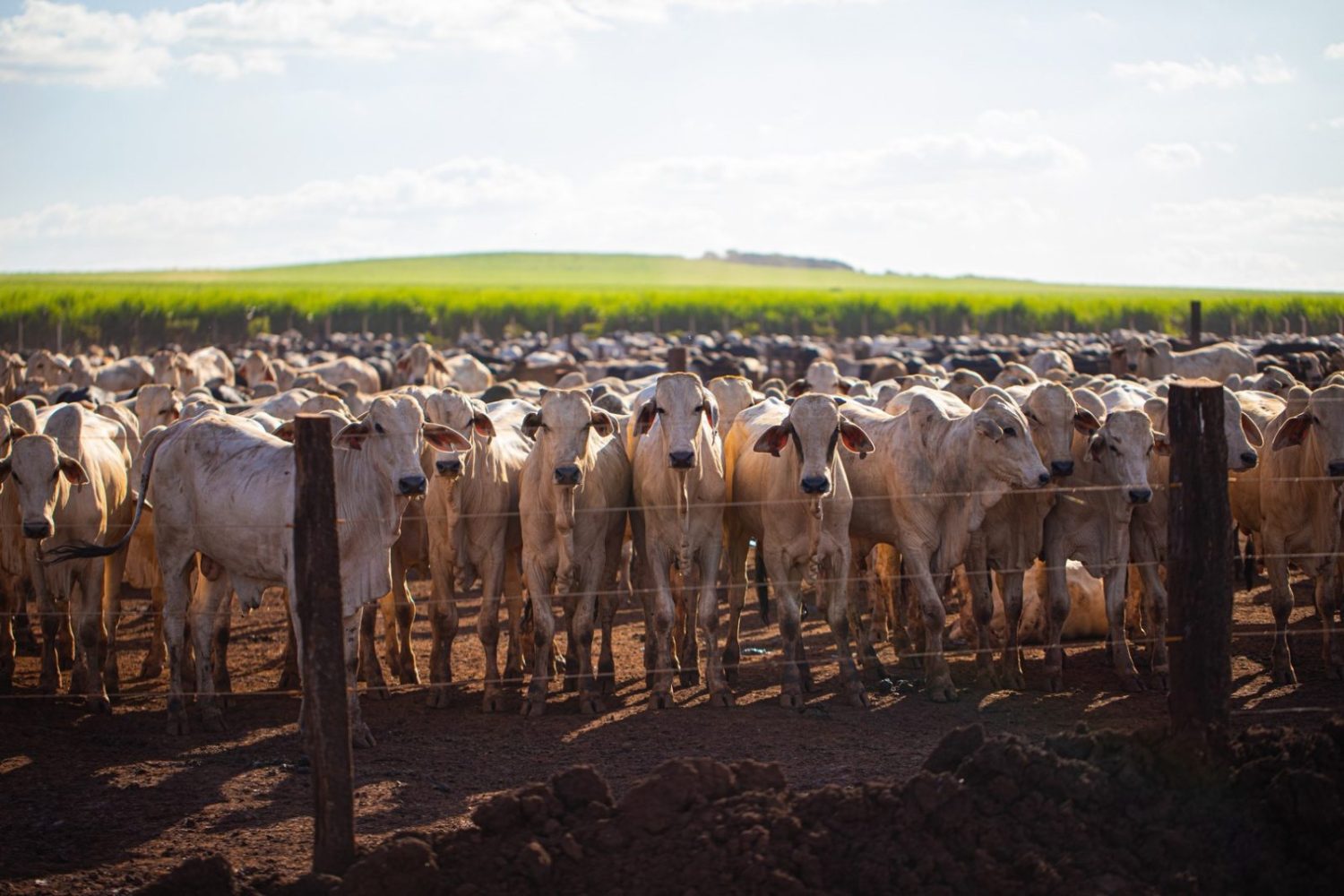 A Maximus Agronegócio é um dos boitéis referência no Brasil