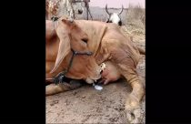 Vídeo intrigante: vaca surge mamando seu próprio leite