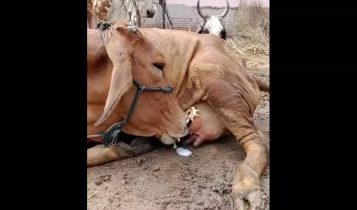 Vídeo intrigante: vaca surge mamando seu próprio leite