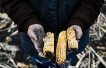 Fogo destrói 600 sacas de milho e cobertura do solo em fazenda