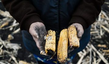Fogo destrói 600 sacas de milho e cobertura do solo em fazenda