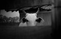 Morre funcionário de fazenda que teria levado coice de vaca