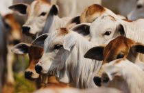 Da reprodução até a desmama: saiba o que você precisa fazer