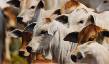 Transição no ciclo pecuário: valorização do bezerro indica mudança no mercado