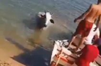 Vaca é resgatada