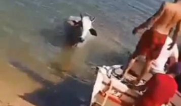 Vaca é resgatada