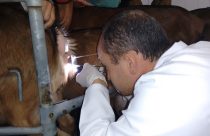 Técnica de inseminação artificial em tempo flexível para caprinos será lançada no Semiárido Show - iatfx