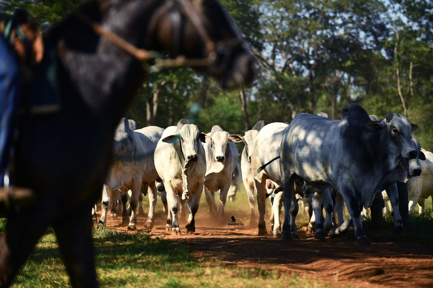 Touros Nelore e Sindi com DEPs equilibradas potencializam o lucro do pecuarista