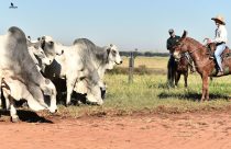 Touros Nelore e Sindi com DEPs equilibradas potencializam o lucro do pecuarista