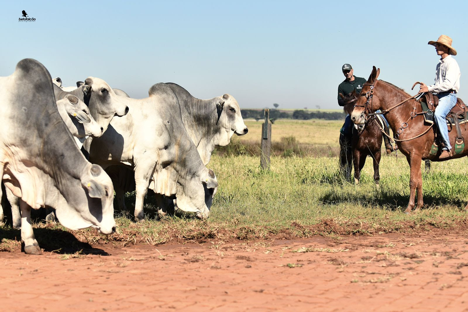 Livre mercado de genética bovina está em risco novamente no Brasil