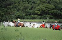 Verdana Agropecuária - Matrizes-Verdana