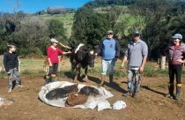 Vaca dá a luz a quadrigêmeos