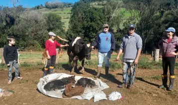 Vaca dá a luz a quadrigêmeos