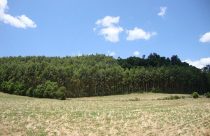 Agrofloresta