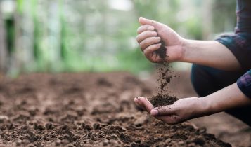 O segredo da "Superterra": solo da Amazônia faz árvores crescerem mais rápido