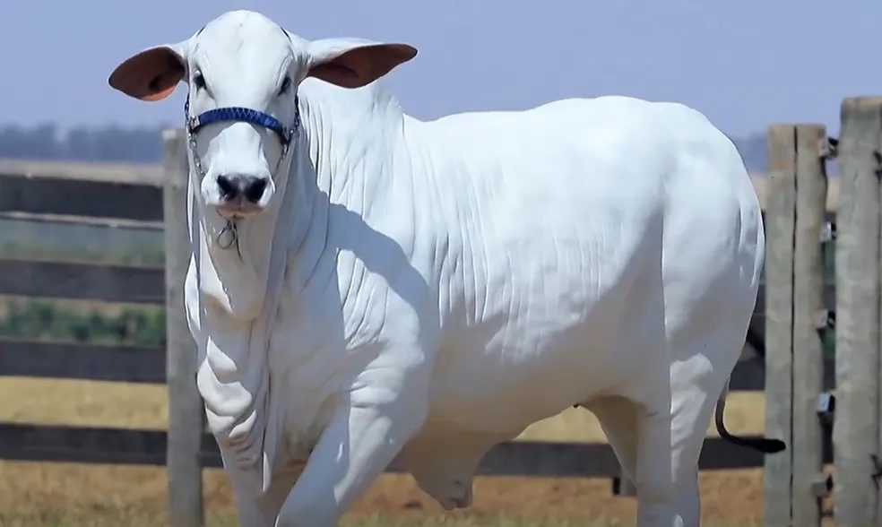 vacas mais caras do mundo