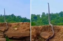 Vídeo assustador de cobra gigante ‘em pé’ impressiona