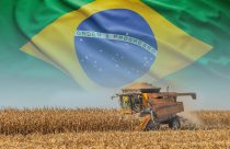 mercado-de-milho-no-brasil (1)