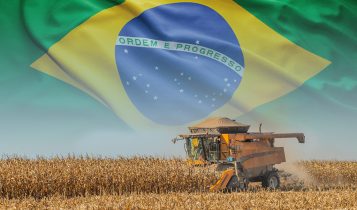 mercado-de-milho-no-brasil (1)